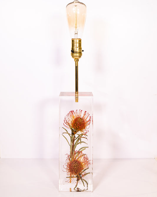 Leucospermum Cordifolium Lamp