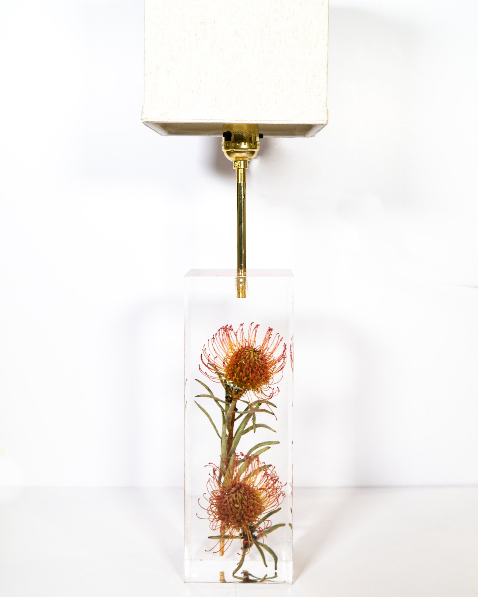 Leucospermum Cordifolium Lamp